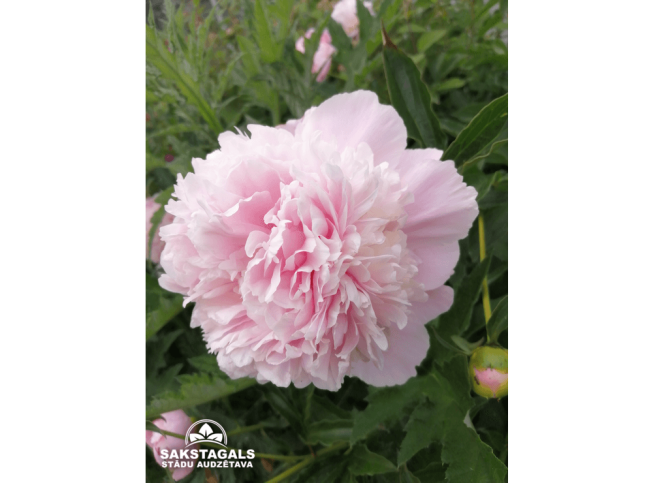 Paeonia lactiflora   'Angel Cheeks'